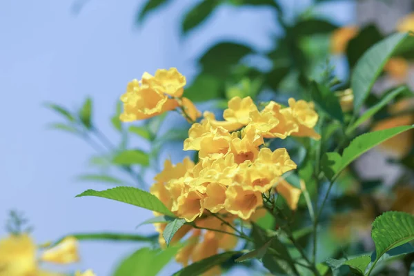 閉じる美しい明るい黄色の花のクラスタのアップ タイの家の隣のフェンスを飾るために植えられました 黄色はリラックスした気分にさせます 夏に咲く花 — ストック写真