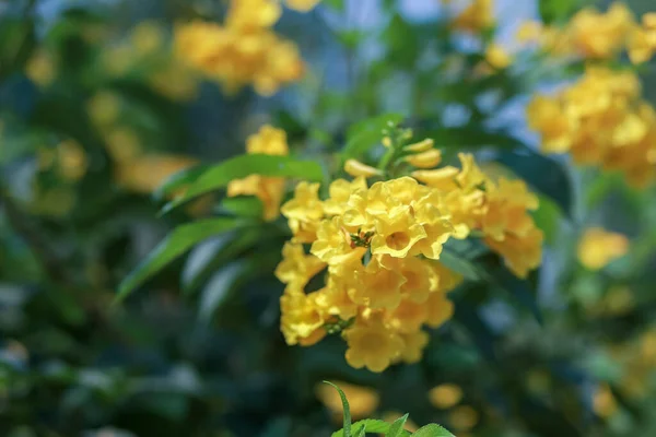 Primo Piano Bellissimi Grappoli Fiori Giallo Brillante Piantato Decorare Recinzione — Foto Stock