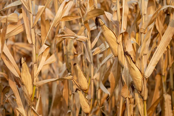 Açık kahverengi saplı ve yapraklı kurutulmuş mısırın yakın çekimi. Tayland kırsalında hasat zamanı