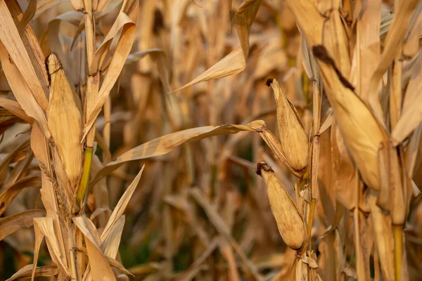 Açık kahverengi saplı ve yapraklı kurutulmuş mısırın yakın çekimi. Tayland kırsalında hasat zamanı