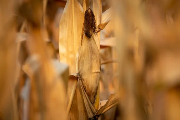 用浅褐色的茎和叶子的干玉米的特写 准备在泰国农村收获 — 图库照片