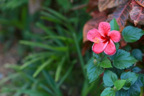 Рожеві Квітки Гібіска Зелений Фон Природа Яка Виглядає Яскравою Посаджені — стокове фото
