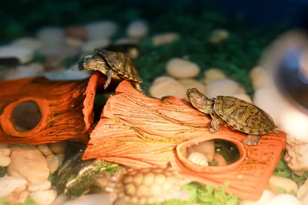 Pet Turtles Sale Close Small Red Ear Turtle Blue Tub — стоковое фото