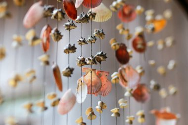 Deniz kabuğu Dış Tasarım Ev Dekorasyonu Güzel görünüyor, eğer doğaya göre yaşarsan, daha güzel olabilir..