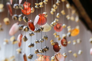 Deniz kabuğu Dış Tasarım Ev Dekorasyonu Güzel görünüyor, eğer doğaya göre yaşarsan, daha güzel olabilir..