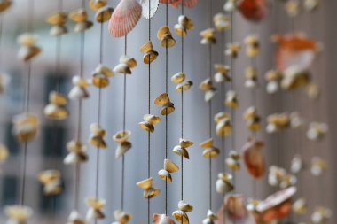 Deniz kabuğu Dış Tasarım Ev Dekorasyonu Güzel görünüyor, eğer doğaya göre yaşarsan, daha güzel olabilir..