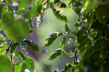 Yapraklar yağmur damlalarını destekliyor ve şelaleler güneşe çarpıyor. Sıcak günlerde ağaçların suya ihtiyacı vardır. Yağmurlu günlerde güneş taze, parlak ve sulu görünür..