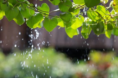 Yapraklar yağmur damlalarını destekliyor ve şelaleler güneşe çarpıyor. Sıcak günlerde ağaçların suya ihtiyacı vardır. Yağmurlu günlerde güneş taze, parlak ve sulu görünür..