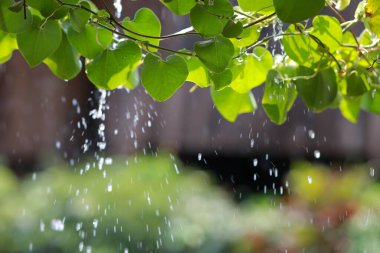 Yapraklar yağmur damlalarını destekliyor ve şelaleler güneşe çarpıyor. Sıcak günlerde ağaçların suya ihtiyacı vardır. Yağmurlu günlerde güneş taze, parlak ve sulu görünür..