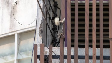 Duvarlara ve elektrik hatlarına sincap yakın çekim. Elektrik kesintilerinin çoğu hayvanlardan kaynaklanıyor..