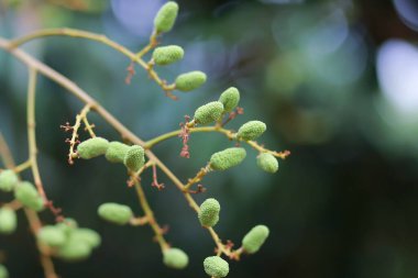 Yazın başında Tayland 'da genç yeşil lychees. Meyve tarımı