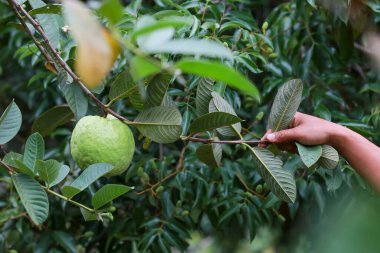 Ağaçtaki büyük guava yeşildir, tarımdaki meyveler. Meyveler Tayland 'da para kazanır.
