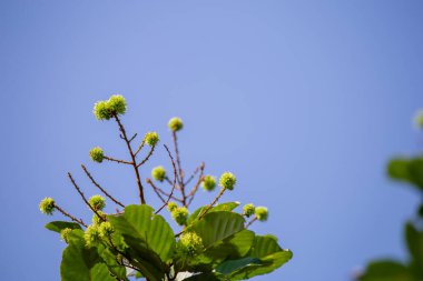 Tayland 'da yaz boyunca büyüyen küçük, yeşil, yakın çekim bir rambutan. Pek çok genç Rambutan meyvesi erken tarım arka planında mavi gökyüzü