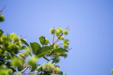 Tayland 'da yaz boyunca büyüyen küçük, yeşil, yakın çekim bir rambutan. Pek çok genç Rambutan meyvesi erken tarım arka planında mavi gökyüzü