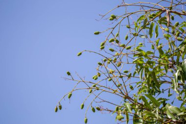 Yazın başında açık yeşil liçi Tayland Tarım Meyvesi 'nde kapanıyor. Yaz mevsiminde tüm dallarda yetişen bir meyve..