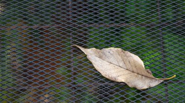 Siyah ağdaki kuru yapraklar, doğa arka planı..