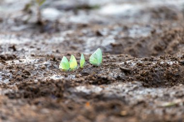 Nehir kıyısındaki ıslak zeminde bir grup sarı kelebek. Yaz boyunca Tayland 'da bulundu..