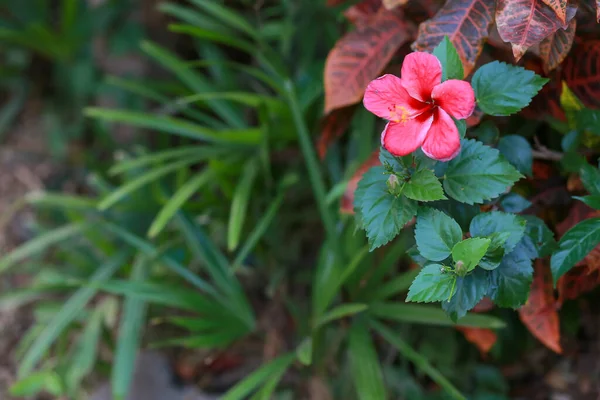 Рожеві Квітки Гібіска Зелений Фон Природа Яка Виглядає Яскравою Посаджені — стокове фото
