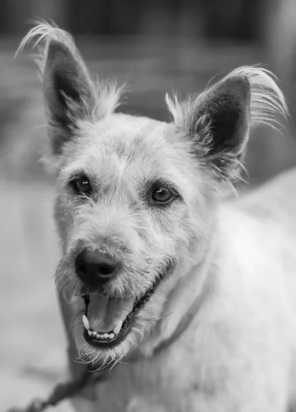 Headshot Home Dog Thailand Met Side Road Took Pity Raising — Stock Photo, Image