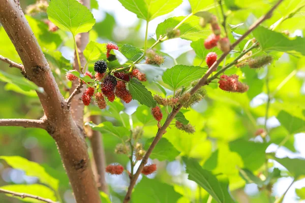 Fresh mulberries on the plant look delicious. Healthy and delicious fruit makes you feel refreshed. Mulberry Summer in Thailand