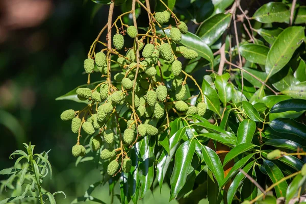 Hellgrüne Litschi Schließt Sich Frühsommer Thailand Landwirtschaftliche Früchte Eine Frucht — Stockfoto