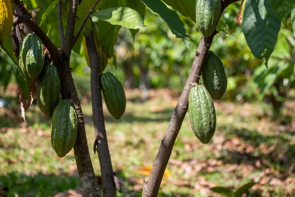 Cacao, fruit on a close-up farm growing in a Thai orchard, a big cocoa fruit.
