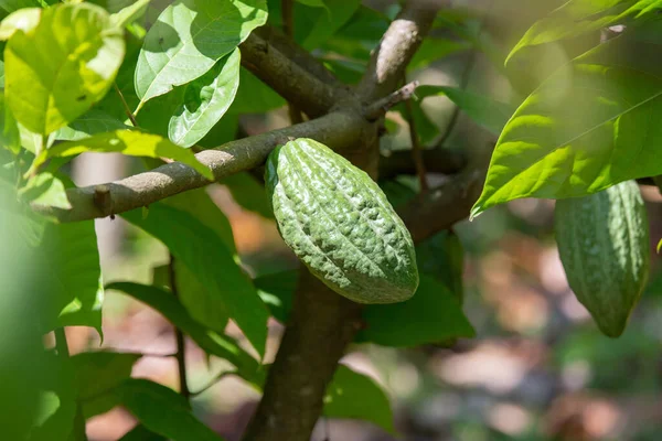 Cacao, fruit on a close-up farm growing in a Thai orchard, a big cocoa fruit.