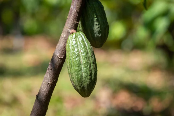 Cacao, fruit on a close-up farm growing in a Thai orchard, a big cocoa fruit.