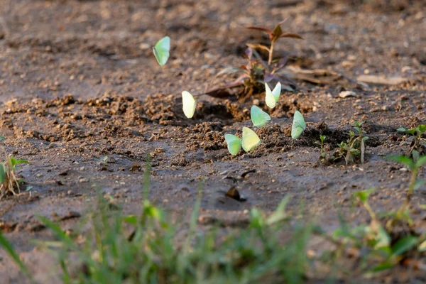 Close Grupa Żółtych Motyli Mokrej Ziemi Nad Rzeką Znalezione Latem — Zdjęcie stockowe