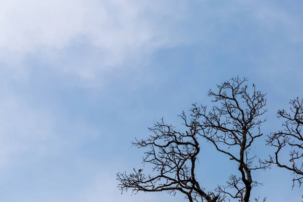 葉のない密林 枯れ木 空の背景 薄い白い雲 テキストのためのいくつかのスペースを残す — ストック写真