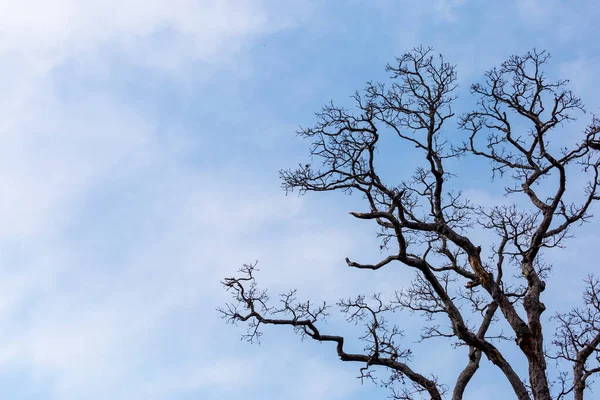 Close Árboles Sin Hojas Árboles Muertos Fondo Del Cielo Nubes — Foto de Stock