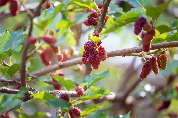 Close Large Fresh Mulberry Bright Red Plant Looks Delicious Healthy — Stock Photo, Image
