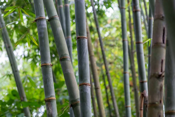 Bambu ormanı yeşil arkaplanı kapatır. Tayland 'da büyük bambu bambusu.