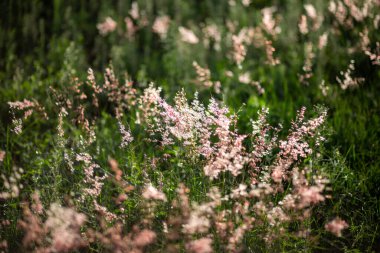 Tayland 'da yaz sonlarında çimenlerin çiçek açması seçici bir odaklanma. Arka plan için çimenler akşam ışığına vurur, rüzgar eser, seni rahat ve rahat hissettirir..