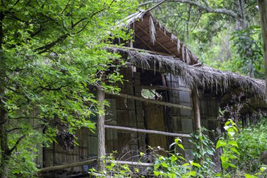 Ormanda başıboş otlarla kaplı sazdan bir çatısı olan çürümüş bir bambu kulübesi, yürüyüş yaparken yağmurdan korunmak için barınak olarak kullanılabilir..