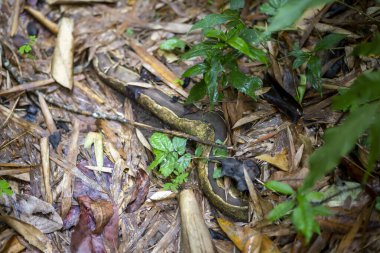 Ormanın kökü büyük bir boa 'nın gövdesine benziyor. Ülkenin dikkatle gözlemlemediği yürüyüş yollarında endişe verici olabilir..