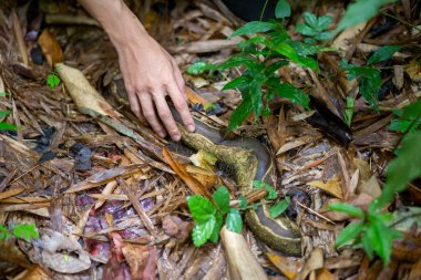 Ormanın kökleri büyük bir boa gövdesine benziyor. Ve ülkenin dikkatle izlemediği bir yürüyüş yolunda yakalanan insanların elleri şok edici olabilir..