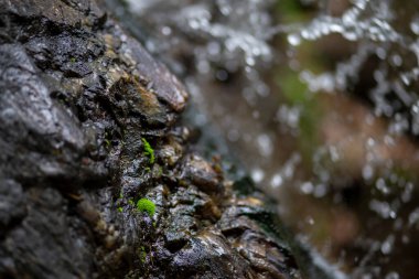 Kaya duvarlarında, şelalelerde ve nemli ormanlarda yetişen güzel yeşil yosunlar. Duvar kağıdı için seçici odak yosunu ve kopyalama alanı.