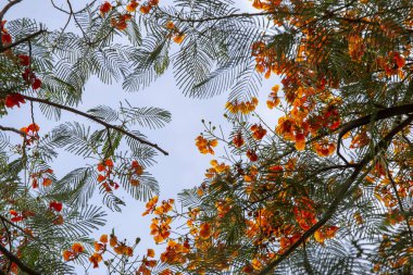 Tayland 'da portakal kırmızısı çiçekler, Caesalpinia pulcherrima yazın sonundan yağmur mevsiminin başına kadar çiçek açar. Taylandlılar bu çiçeğe Tavuskuşu der.