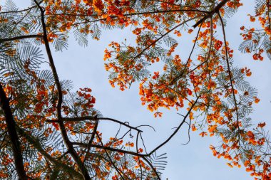 Tayland 'da portakal kırmızısı çiçekler, Caesalpinia pulcherrima yazın sonundan yağmur mevsiminin başına kadar çiçek açar. Taylandlılar bu çiçeğe Tavuskuşu der.