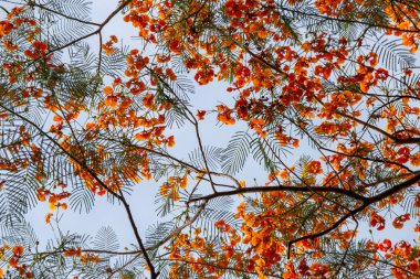 Tayland 'da portakal kırmızısı çiçekler, Caesalpinia pulcherrima yazın sonundan yağmur mevsiminin başına kadar çiçek açar. Taylandlılar bu çiçeğe Tavuskuşu der.