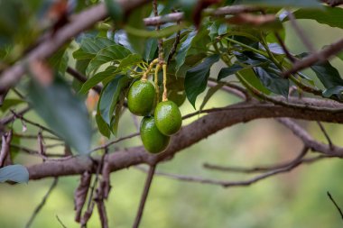 Avokado meyvesi yağmur mevsiminin başlangıcında yetişir. Bir tepenin üstünde doğa, Tayland meyveleri tarımı destekliyor.