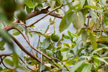 Avokado meyvesi yağmur mevsiminin başlangıcında yetişir. Bir tepenin üstünde doğa, Tayland meyveleri tarımı destekliyor.