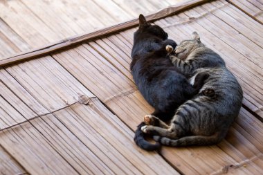 Birbirlerine sokulmuş iki kedi. Tayland 'da bambu arka planda siyah ve gri çizgili kedi Tayland' da Hillkabile evleri Yaşayan varlıklara olan sevgi renk ve ten rengine göre ayrım yapmaz.