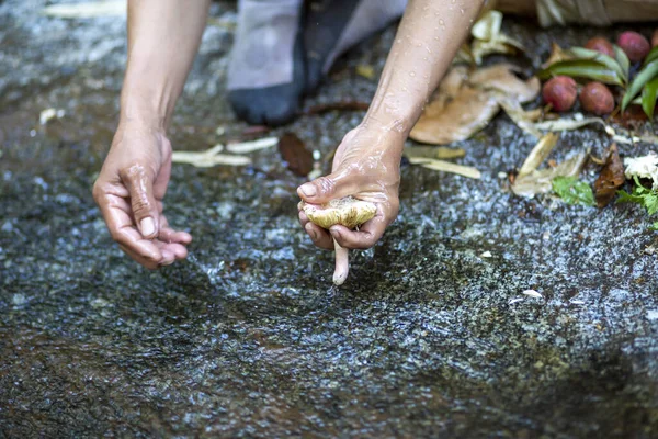 Cogumelos Selvagens Estão Sendo Lavados Riachos Naturais Buscadores Florestais Ingredientes — Fotografia de Stock