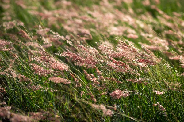 泰国夏末草花的选择性集中 背景草会在黄昏的灯光下摇曳 风儿会吹来 让你感到舒服和放松 — 图库照片