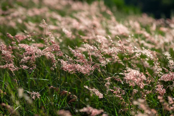 泰国夏末草花的选择性集中 背景草会在黄昏的灯光下摇曳 风儿会吹来 让你感到舒服和放松 — 图库照片