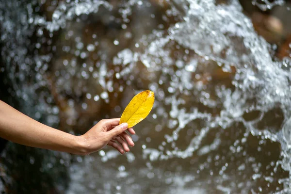 Selective Focus Holding Yellow Leaves Waterfall Background Hand Boy Playing — Stock Photo, Image