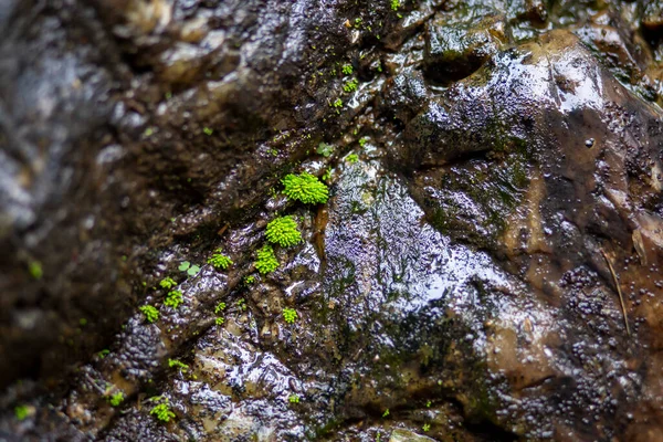 Moos Konzentriert Sich Selektiv Auf Nasse Felsen Felsen Einem Wasserfall — Stockfoto