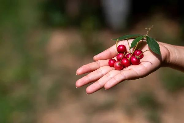 Muntingia Calabura Fruit Red Sweet Shaped Cherry Hand Thai Woman — Stock Photo, Image